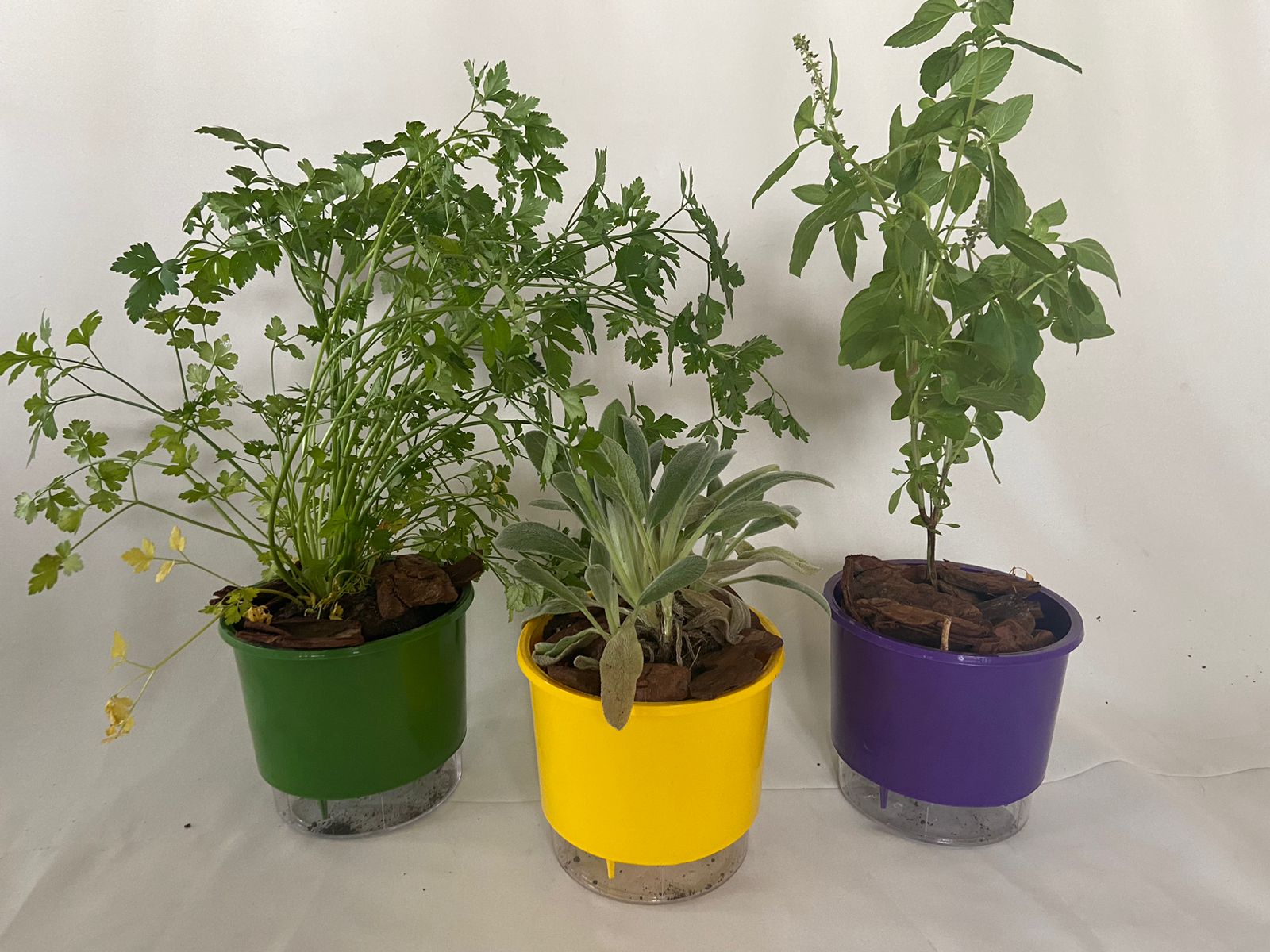 Kit Vasos Autoirrigáveis - Linha Rainbow