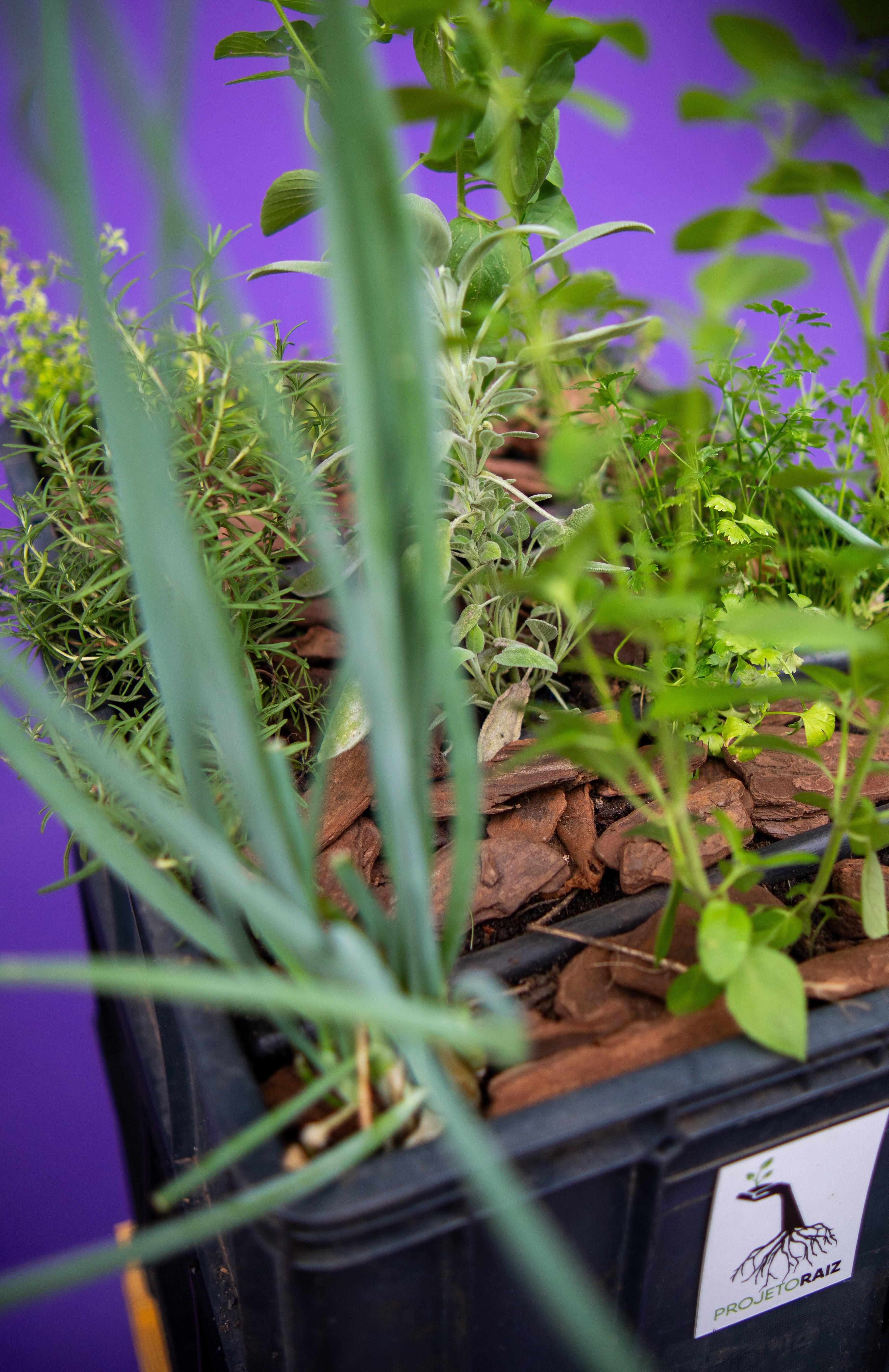 Horta com irrigação automática