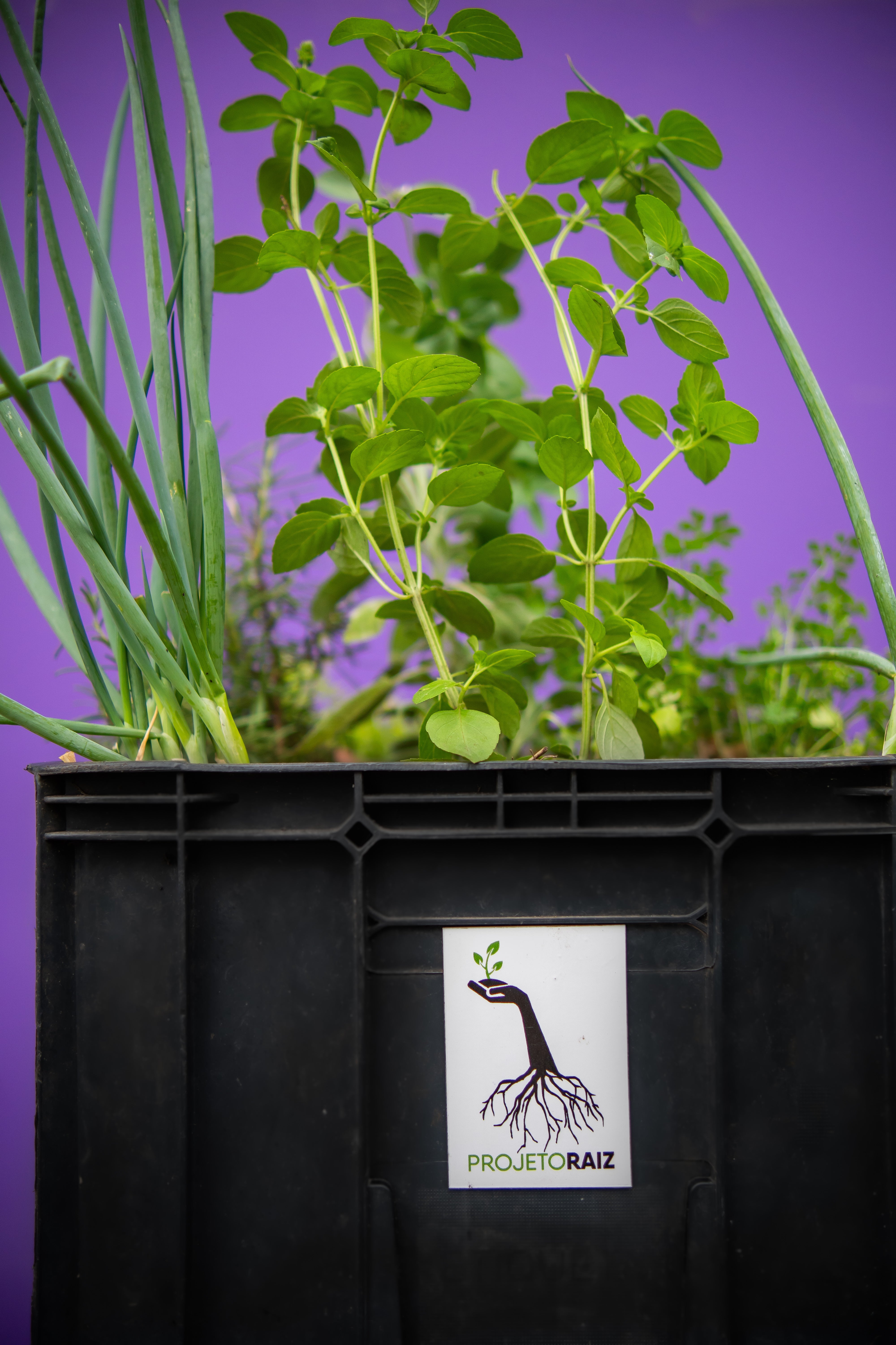 Horta com irrigação automática